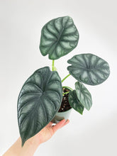 Load image into Gallery viewer, Bumble Plants - Alocasia Baginda 'Dragon Scale' by Bumble Plants - | Delivery near me in ... Farm2Me #url#