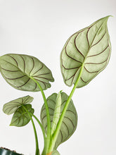 Load image into Gallery viewer, Bumble Plants - Alocasia Baginda 'Dragon Scale' by Bumble Plants - | Delivery near me in ... Farm2Me #url#