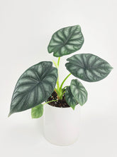 Load image into Gallery viewer, Bumble Plants - Alocasia Baginda 'Dragon Scale' by Bumble Plants - | Delivery near me in ... Farm2Me #url#