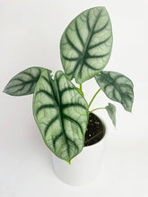 Load image into Gallery viewer, Bumble Plants - Alocasia Baginda &#39;Silver Dragon&#39; by Bumble Plants - | Delivery near me in ... Farm2Me #url#
