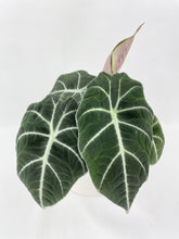 Load image into Gallery viewer, Bumble Plants - Alocasia Black Velvet by Bumble Plants - | Delivery near me in ... Farm2Me #url#
