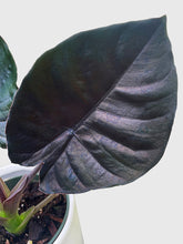 Load image into Gallery viewer, Bumble Plants - Alocasia Infernalis Kapit 'Black Panther' by Bumble Plants - | Delivery near me in ... Farm2Me #url#