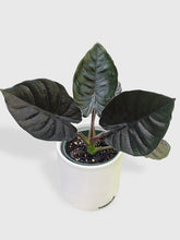 Load image into Gallery viewer, Bumble Plants - Alocasia Infernalis Kapit &#39;Black Panther&#39; by Bumble Plants - | Delivery near me in ... Farm2Me #url#

