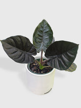 Load image into Gallery viewer, Bumble Plants - Alocasia Infernalis Kapit 'Black Panther' by Bumble Plants - | Delivery near me in ... Farm2Me #url#