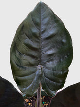 Load image into Gallery viewer, Bumble Plants - Alocasia Infernalis Kapit &#39;Black Panther&#39; by Bumble Plants - | Delivery near me in ... Farm2Me #url#
