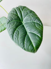Load image into Gallery viewer, Bumble Plants - Alocasia Maharani Queen by Bumble Plants - | Delivery near me in ... Farm2Me #url#