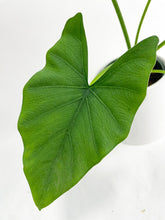 Load image into Gallery viewer, Bumble Plants - Alocasia Puber 'Green Goddess' by Bumble Plants - | Delivery near me in ... Farm2Me #url#
