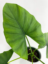 Load image into Gallery viewer, Bumble Plants - Alocasia Puber 'Green Goddess' by Bumble Plants - | Delivery near me in ... Farm2Me #url#