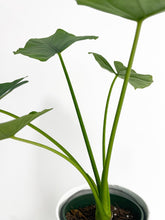 Load image into Gallery viewer, Bumble Plants - Alocasia Puber 'Green Goddess' by Bumble Plants - | Delivery near me in ... Farm2Me #url#
