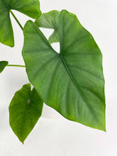 Load image into Gallery viewer, Bumble Plants - Alocasia Puber 'Green Goddess' by Bumble Plants - | Delivery near me in ... Farm2Me #url#