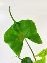Load image into Gallery viewer, Bumble Plants - Alocasia ‘Stingray’ Macrorrhiza by Bumble Plants - | Delivery near me in ... Farm2Me #url#