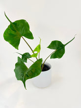 Load image into Gallery viewer, Bumble Plants - Alocasia ‘Stingray’ Macrorrhiza by Bumble Plants - | Delivery near me in ... Farm2Me #url#