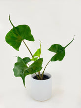 Load image into Gallery viewer, Bumble Plants - Alocasia ‘Stingray’ Macrorrhiza by Bumble Plants - | Delivery near me in ... Farm2Me #url#