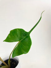 Load image into Gallery viewer, Bumble Plants - Alocasia ‘Stingray’ Macrorrhiza by Bumble Plants - | Delivery near me in ... Farm2Me #url#