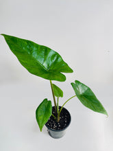 Load image into Gallery viewer, Bumble Plants - Alocasia 'Sumo' Black Veins by Bumble Plants - | Delivery near me in ... Farm2Me #url#