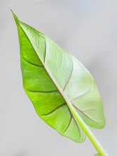Load image into Gallery viewer, Bumble Plants - Alocasia 'Sumo' Black Veins by Bumble Plants - | Delivery near me in ... Farm2Me #url#