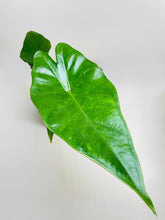 Load image into Gallery viewer, Bumble Plants - Alocasia 'Sumo' Black Veins by Bumble Plants - | Delivery near me in ... Farm2Me #url#