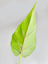 Load image into Gallery viewer, Bumble Plants - Alocasia 'Sumo' Black Veins by Bumble Plants - | Delivery near me in ... Farm2Me #url#