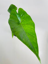 Load image into Gallery viewer, Bumble Plants - Alocasia 'Sumo' Black Veins by Bumble Plants - | Delivery near me in ... Farm2Me #url#