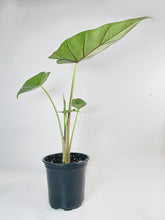 Load image into Gallery viewer, Bumble Plants - Alocasia 'Sumo' Black Veins by Bumble Plants - | Delivery near me in ... Farm2Me #url#