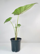 Load image into Gallery viewer, Bumble Plants - Alocasia 'Sumo' Black Veins by Bumble Plants - | Delivery near me in ... Farm2Me #url#