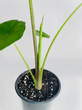 Load image into Gallery viewer, Bumble Plants - Alocasia 'Sumo' Black Veins by Bumble Plants - | Delivery near me in ... Farm2Me #url#