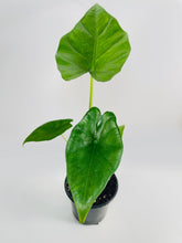 Load image into Gallery viewer, Bumble Plants - Alocasia 'Sumo' Black Veins by Bumble Plants - | Delivery near me in ... Farm2Me #url#