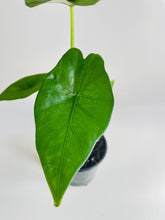 Load image into Gallery viewer, Bumble Plants - Alocasia 'Sumo' Black Veins by Bumble Plants - | Delivery near me in ... Farm2Me #url#