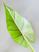Load image into Gallery viewer, Bumble Plants - Alocasia 'Sumo' Black Veins by Bumble Plants - | Delivery near me in ... Farm2Me #url#