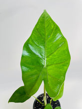 Load image into Gallery viewer, Bumble Plants - Alocasia 'Sumo' Black Veins by Bumble Plants - | Delivery near me in ... Farm2Me #url#