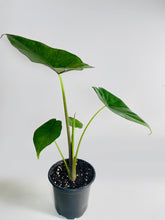 Load image into Gallery viewer, Bumble Plants - Alocasia 'Sumo' Black Veins by Bumble Plants - | Delivery near me in ... Farm2Me #url#