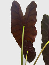 Load image into Gallery viewer, Bumble Plants - Alocasia X Chantrieri Hybrid by Bumble Plants - | Delivery near me in ... Farm2Me #url#
