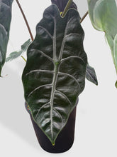 Load image into Gallery viewer, Bumble Plants - Alocasia X Chantrieri Hybrid by Bumble Plants - | Delivery near me in ... Farm2Me #url#