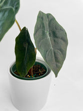 Load image into Gallery viewer, Bumble Plants - Alocasia X Chantrieri Hybrid by Bumble Plants - | Delivery near me in ... Farm2Me #url#