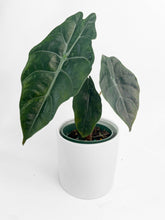 Load image into Gallery viewer, Bumble Plants - Alocasia X Chantrieri Hybrid by Bumble Plants - | Delivery near me in ... Farm2Me #url#