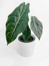Load image into Gallery viewer, Bumble Plants - Alocasia X Chantrieri Hybrid by Bumble Plants - | Delivery near me in ... Farm2Me #url#