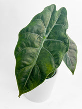 Load image into Gallery viewer, Bumble Plants - Alocasia X Chantrieri Hybrid by Bumble Plants - | Delivery near me in ... Farm2Me #url#