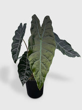Load image into Gallery viewer, Bumble Plants - Alocasia X Chantrieri Hybrid by Bumble Plants - | Delivery near me in ... Farm2Me #url#