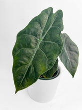 Load image into Gallery viewer, Bumble Plants - Alocasia X Chantrieri Hybrid by Bumble Plants - | Delivery near me in ... Farm2Me #url#