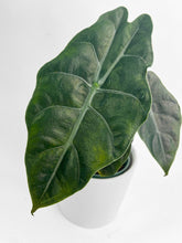 Load image into Gallery viewer, Bumble Plants - Alocasia X Chantrieri Hybrid by Bumble Plants - | Delivery near me in ... Farm2Me #url#