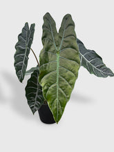 Load image into Gallery viewer, Bumble Plants - Alocasia X Chantrieri Hybrid by Bumble Plants - | Delivery near me in ... Farm2Me #url#