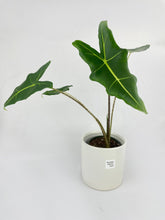Load image into Gallery viewer, Bumble Plants - Alocasia Zebrina Hybrid "Sarian" by Bumble Plants - | Delivery near me in ... Farm2Me #url#