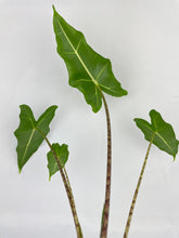 Load image into Gallery viewer, Bumble Plants - Alocasia Zebrina Hybrid "Sarian" by Bumble Plants - | Delivery near me in ... Farm2Me #url#