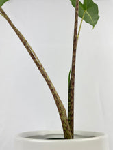 Load image into Gallery viewer, Bumble Plants - Alocasia Zebrina Hybrid &quot;Sarian&quot; by Bumble Plants - | Delivery near me in ... Farm2Me #url#
