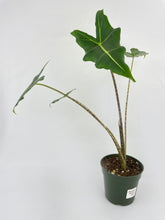 Load image into Gallery viewer, Bumble Plants - Alocasia Zebrina Hybrid "Sarian" by Bumble Plants - | Delivery near me in ... Farm2Me #url#