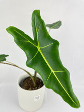Load image into Gallery viewer, Bumble Plants - Alocasia Zebrina Hybrid &quot;Sarian&quot; by Bumble Plants - | Delivery near me in ... Farm2Me #url#
