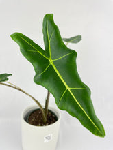 Load image into Gallery viewer, Bumble Plants - Alocasia Zebrina Hybrid "Sarian" by Bumble Plants - | Delivery near me in ... Farm2Me #url#