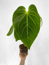 Load image into Gallery viewer, Bumble Plants - Anthurium Magnificum by Bumble Plants - | Delivery near me in ... Farm2Me #url#