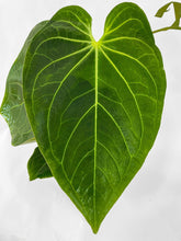 Load image into Gallery viewer, Bumble Plants - Anthurium Magnificum by Bumble Plants - | Delivery near me in ... Farm2Me #url#