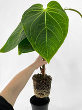Load image into Gallery viewer, Bumble Plants - Anthurium Magnificum by Bumble Plants - | Delivery near me in ... Farm2Me #url#